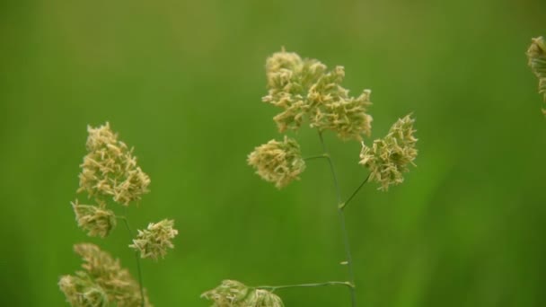 Herbe gros plan sur le vent — Video