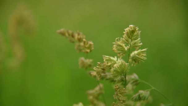 Gras close-up op de wind — Stockvideo