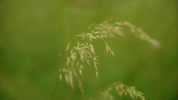 风上的草特写 — 图库视频影像