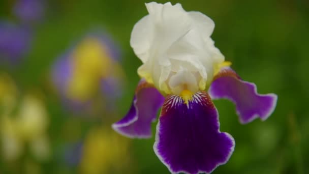 Bunga iris mekar — Stok Video