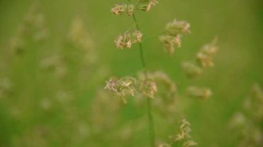 Rüzgar üzerinde çim çekim