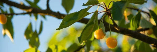 Спелые желтые вишни на ветке в саду — стоковое фото
