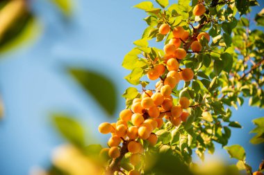 Bahçede bir dal üzerinde Olgun Kayısı