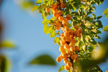 Bahçede bir dal üzerinde Olgun Kayısı