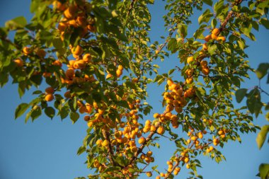 Bahçede bir dal üzerinde Olgun Kayısı