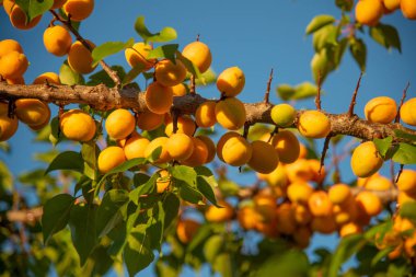 Bahçede bir dal üzerinde Olgun Kayısı