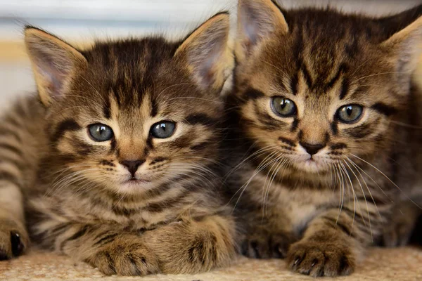 Dois gatinho cinza bonito pouco olha para a câmera — Fotografia de Stock