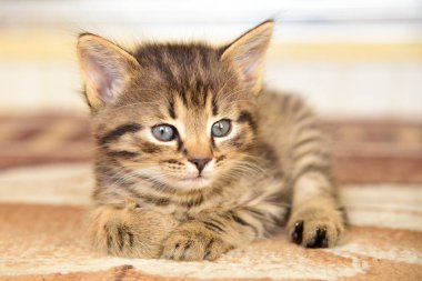 Biraz sevimli gri kedi kameraya bakar