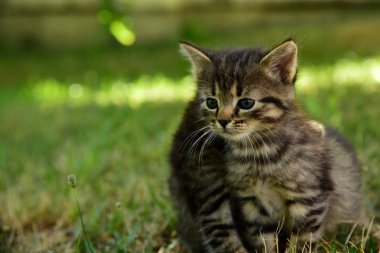 Mavi gözlü iki sevimli küçük gri kedi yavrusu