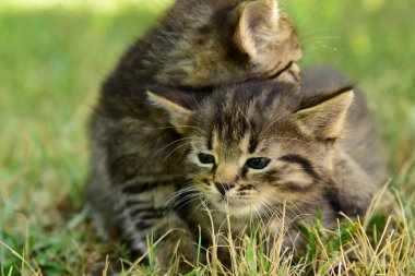 Mavi gözlü iki sevimli küçük gri kedi yavrusu