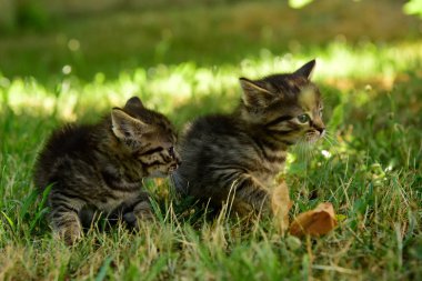 Mavi gözlü iki sevimli küçük gri kedi yavrusu