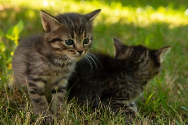 Mavi gözlü iki sevimli küçük gri kedi yavrusu