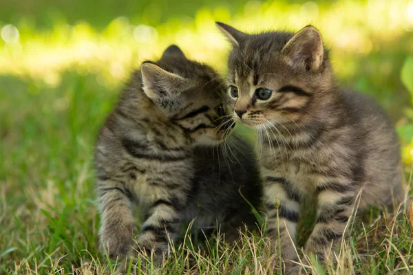 Dwa Cute Little Grey Kitten z niebieskimi oczami — Zdjęcie stockowe