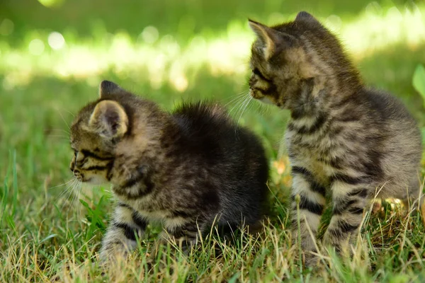파란 눈을 가진 두 개의 귀여운 작은 회색 새끼 고양이 — 스톡 사진