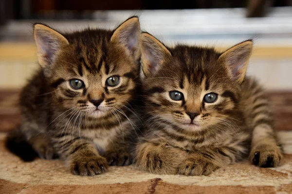 Dois gatinho cinza bonito pouco olha para a câmera — Fotografia de Stock