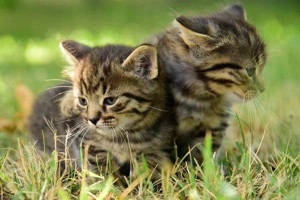 Dois gatinho cinza pequeno bonito com olhos azuis — Fotografia de Stock