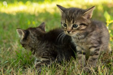 Mavi gözlü iki sevimli küçük gri kedi yavrusu