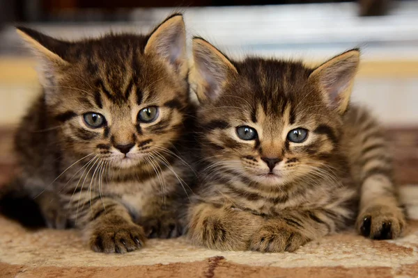 Dois gatinho cinza bonito pouco olha para a câmera — Fotografia de Stock