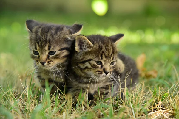 Dwa Cute Little Grey Kitten z niebieskimi oczami — Zdjęcie stockowe