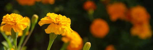 Gros plan de la belle fleur de souci dans le jardin — Photo