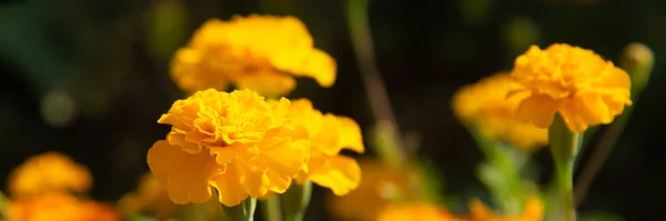 Nahaufnahme der schönen Ringelblume im Garten — Stockfoto