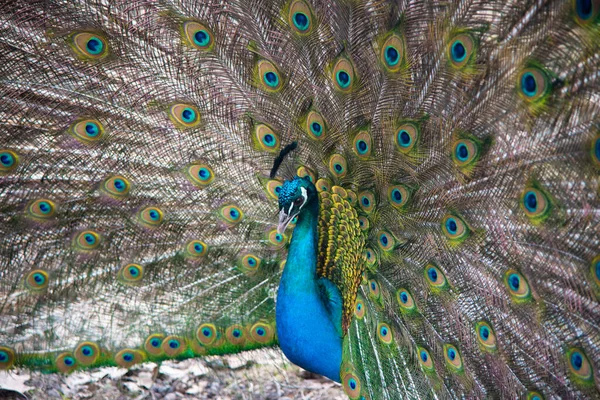 Peacock Peafowl con cola abierta, hermoso representante — Foto de Stock