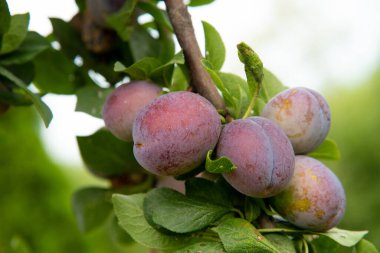 Meyve bahçesindeki bir ağaç dalında olgun erikler