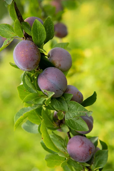 Ameixas maduras em um galho de árvore no pomar — Fotografia de Stock