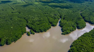 Orman ve nehrin havadan görünüşü, mangrov ormanı ve nehri..