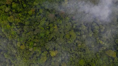 Ormanın sisli havadan görünüşü, ormanın dokusu.