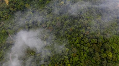 Ormanın sisli havadan görünüşü, ormanın dokusu.
