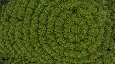Havadan bakıldığında kauçuk ağaç ormanı, kauçuk ağaç ve yaprak plantasyonunun en üst görüntüsü.