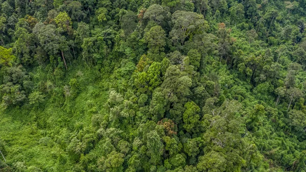 Forest texture view from above, Aerial view forest.