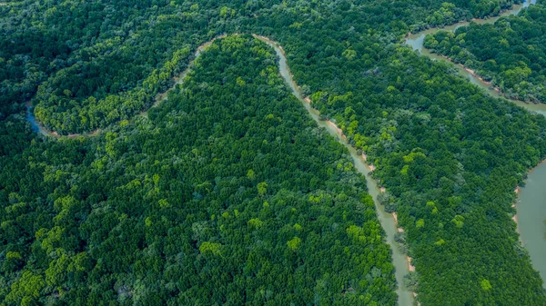 Aerial view green mangrove tropical forest swamp line to sea.