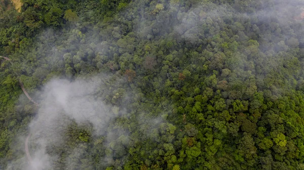 Ormanın sisli havadan görünüşü, ormanın dokusu.