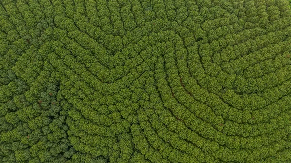 Aerial View Rubber Tree Forest Top View Rubber Tree Leaf — Stock Photo, Image