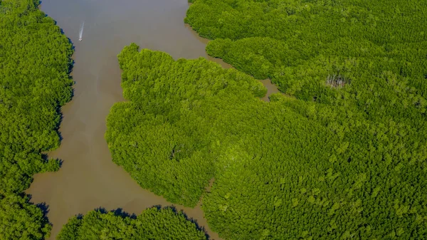 Aerial view of forest and river, mangrove forest and river.