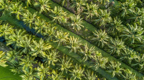 Aerial View Plantation Coconut Trees Thailand — Stock Photo, Image