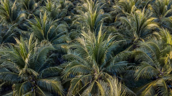 泰国椰子树种植鸟图 — 图库照片