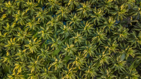 Aerial View Plantation Coconut Trees Thailand — Stock Photo, Image