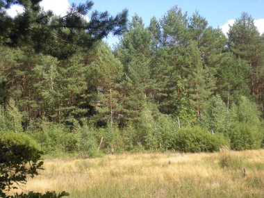 zielona polana w lesie 