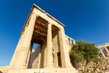 Sütun bir Tapınağı ve Akropolis'in Atina, Yunanistan zeytin ağacı düşük bir bakış açısıyla fotoğrafı