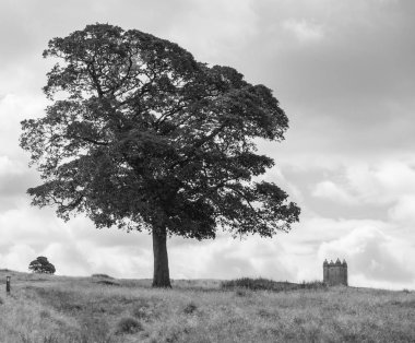 Ağaç ve Lyme Park Emlak tek renkli uzaktan kafes kulede. Emlak Milli güven tarafından yönetilen ve Peak District, Cheshire, İngiltere'de bulunan