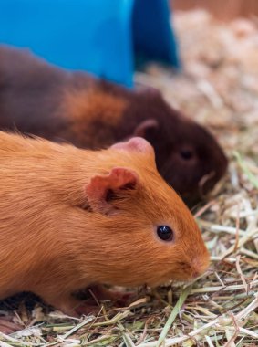 Çim yeme bir evcil hayvan dükkanında iki eskiden şiling şimdi pigs