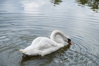 Yüzme kuğu rengi kuğu. Gaga dibinde karakteristik bir çıkıntı vardır. Leazes Park'ta vurdu