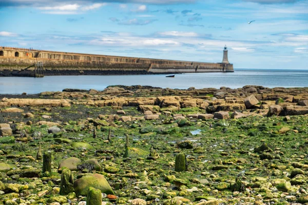 Красивий Краєвид Навколо Tynemouth Пірсу Маяк Tynemouth Велика Британія — стокове фото