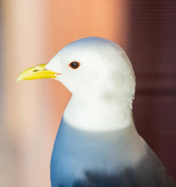 Close Van Een Zeemeeuw Prachtig Baadt Het Licht Van Middag — Stockfoto