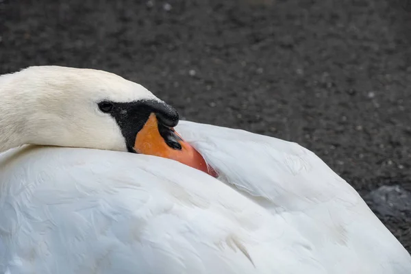 Cisne Cygnus Olor Primer Plano Tiene Brote Característico Base Del — Foto de Stock