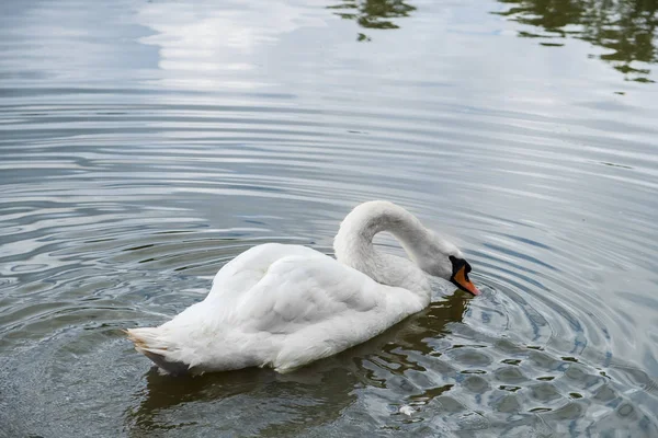 Nadando Cisne Color Cínico Tiene Brote Característico Base Del Pico — Foto de Stock