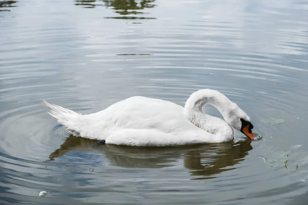 Nadando Cisne Color Cínico Tiene Brote Característico Base Del Pico — Foto de Stock